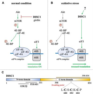 Evidence of DISC1 as an arsenic binding protein and implications regarding its role as a translational activator